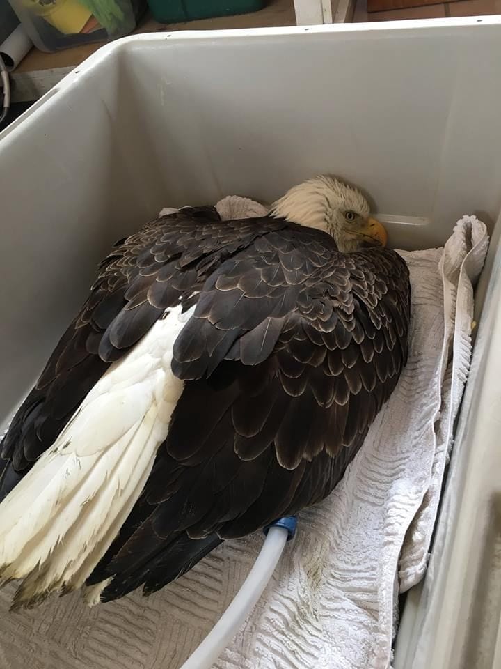 Magnawave treatment for eagle