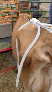 Help Cow
