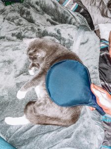 Using magnawave zoom paddle to reduce lethargy in cats