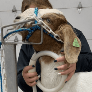 MagnaWave treatment for Sheep and Goats