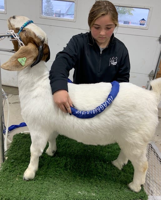 Girl giving a goat magnawave treatment