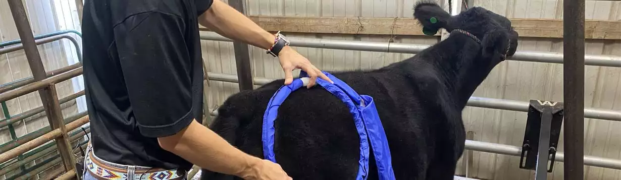 A cow getting a treatment using magnawave machine