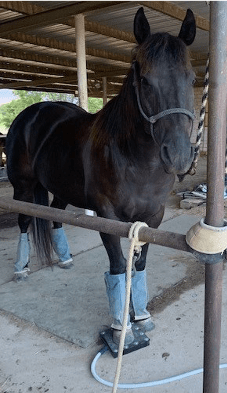 Using magnawave for laminitis in horses
