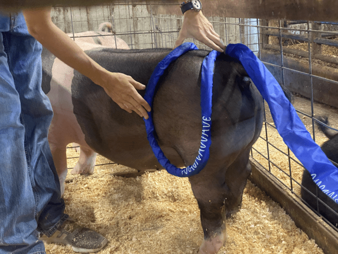 pig getting maganwave treatment using large loop