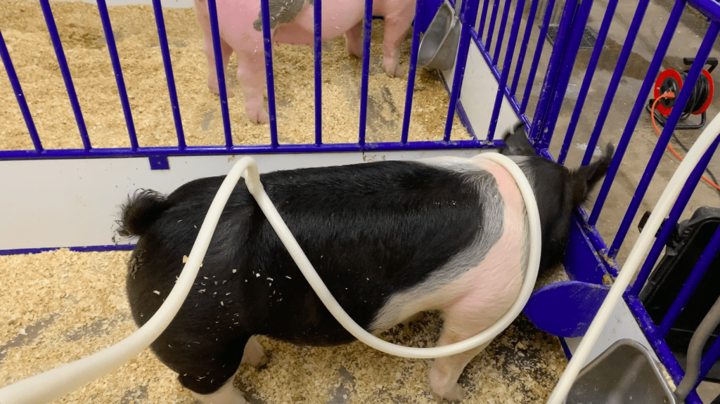 A pig health improved after getting a treatment using magnawave machine