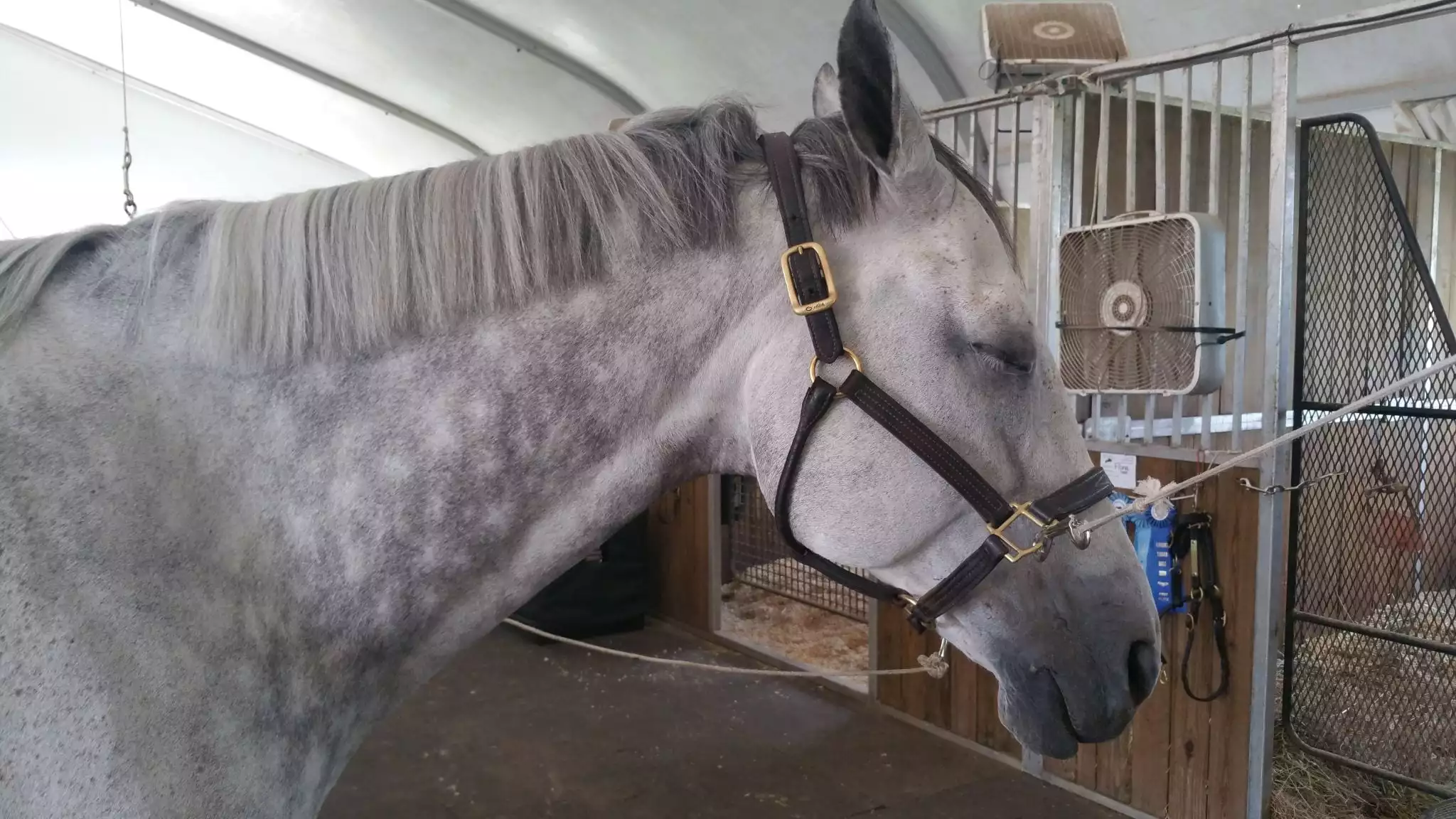 Horse during MagnaWave PEMF session