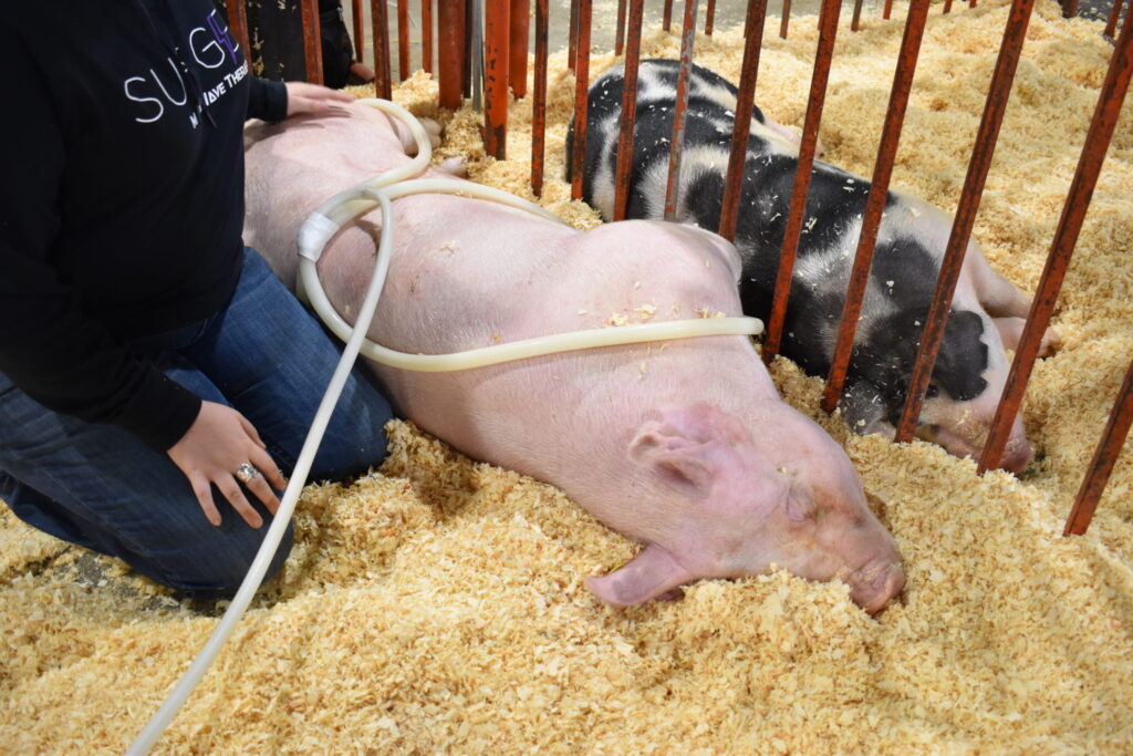 A pig getting PEMF treatment for arthritis