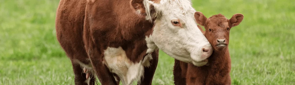 A mother cow with its calf