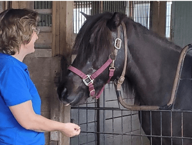 Magnawave treatment session for horse