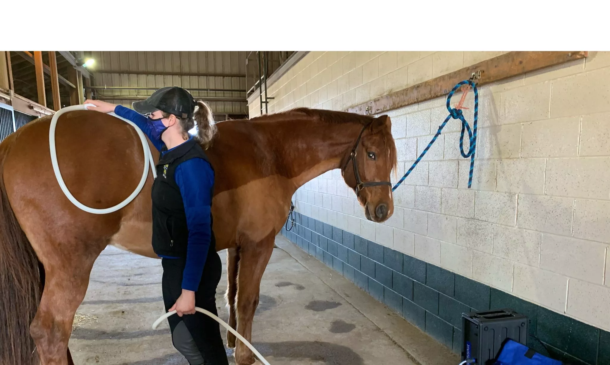 bucking horse getting maganwave treatment