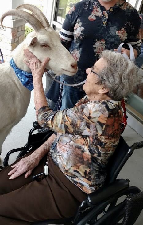 petting goat by an old lady