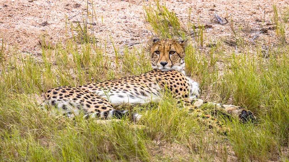 cheetah in a pemf session