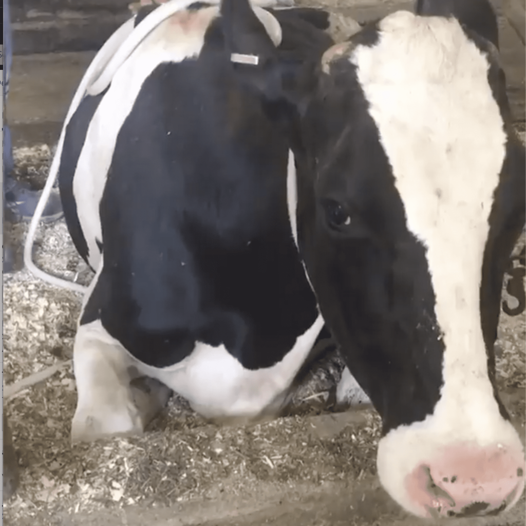 CowMagnawave treatment for cow