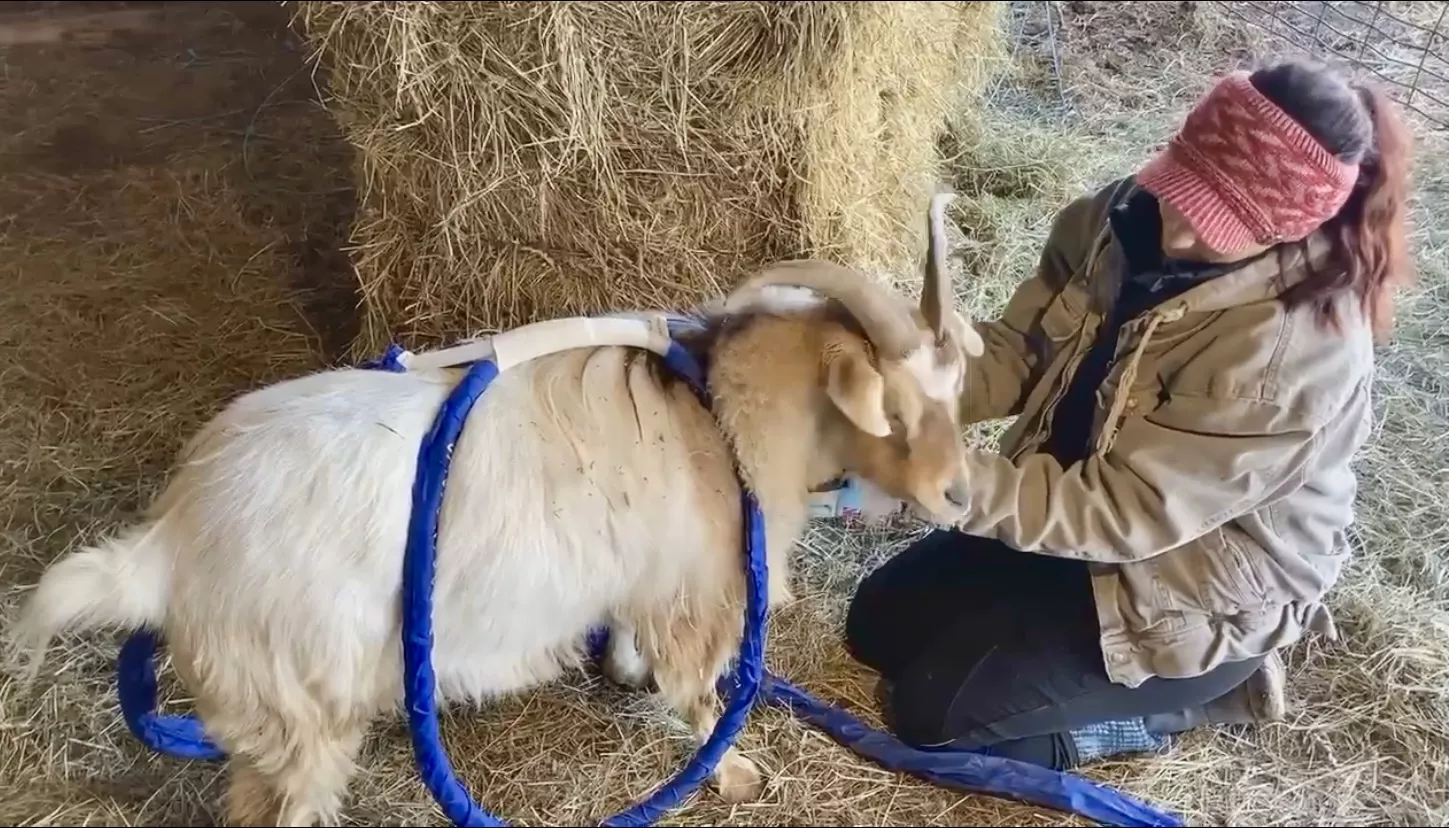 Magnawave treatment for a fainting goat