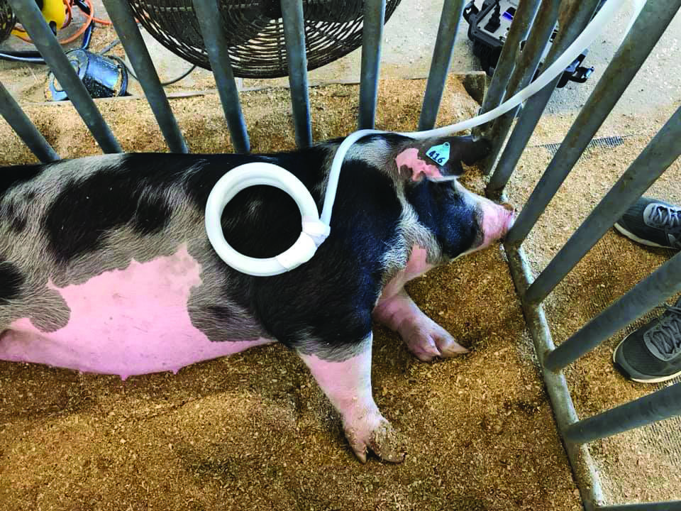 pink pig