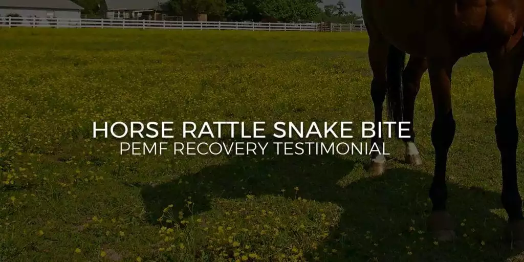 Horse rattlesnake bite – MagnaWave recovery testimonial