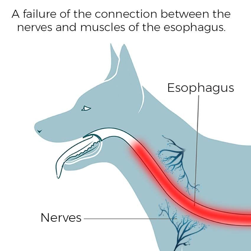 Magnawaving megaesophagus in dogs