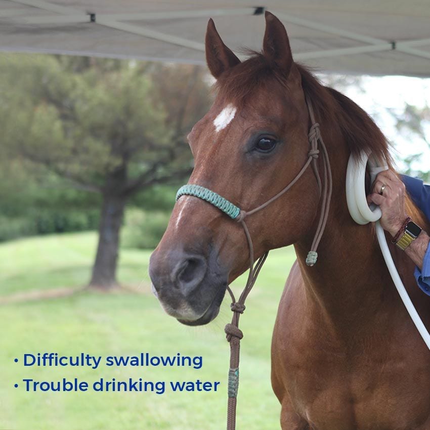 Magnawaving megaesophagus in horse