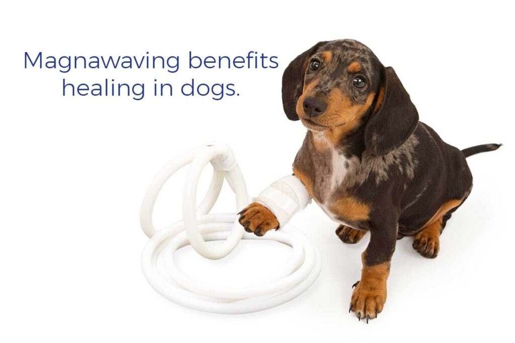 Magnawaving benefits healing in dogs