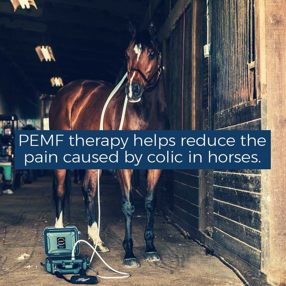 PEMF HORSE