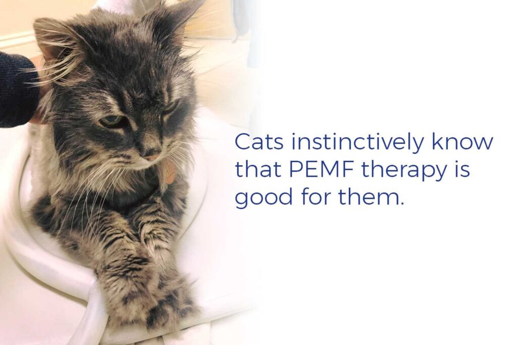 Magnawave PEMF Therapy for cats