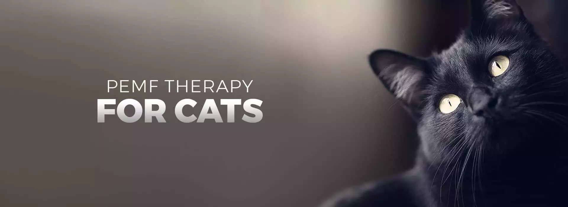 PEMF Therapy for the Cats