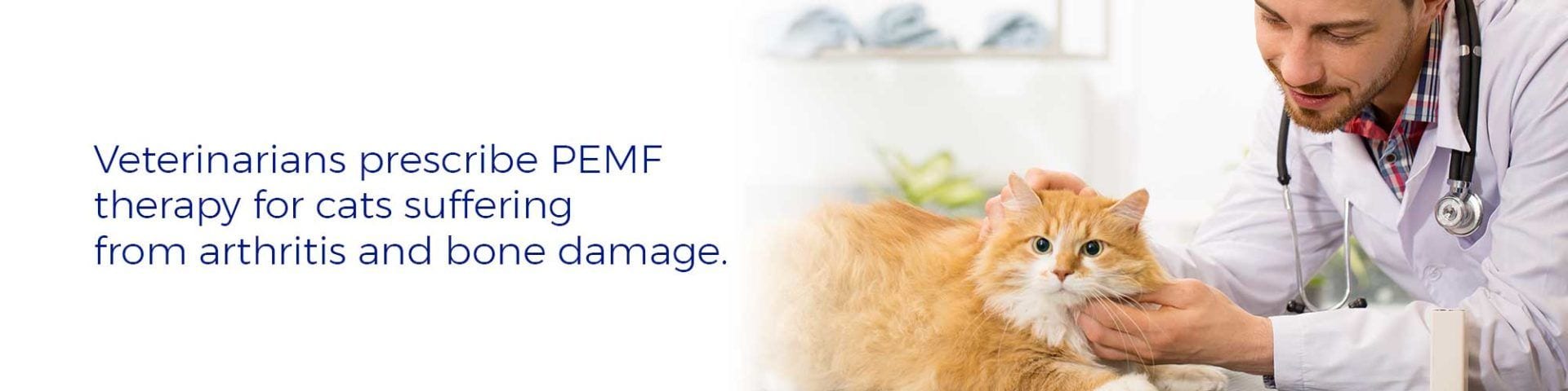 PEMF-Therapy for cats for arthritis and bone damage