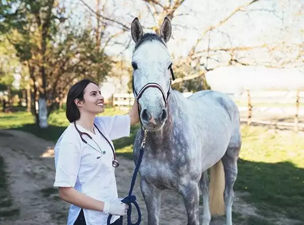 MagnaWave PEMF rehabilitating the injured horse