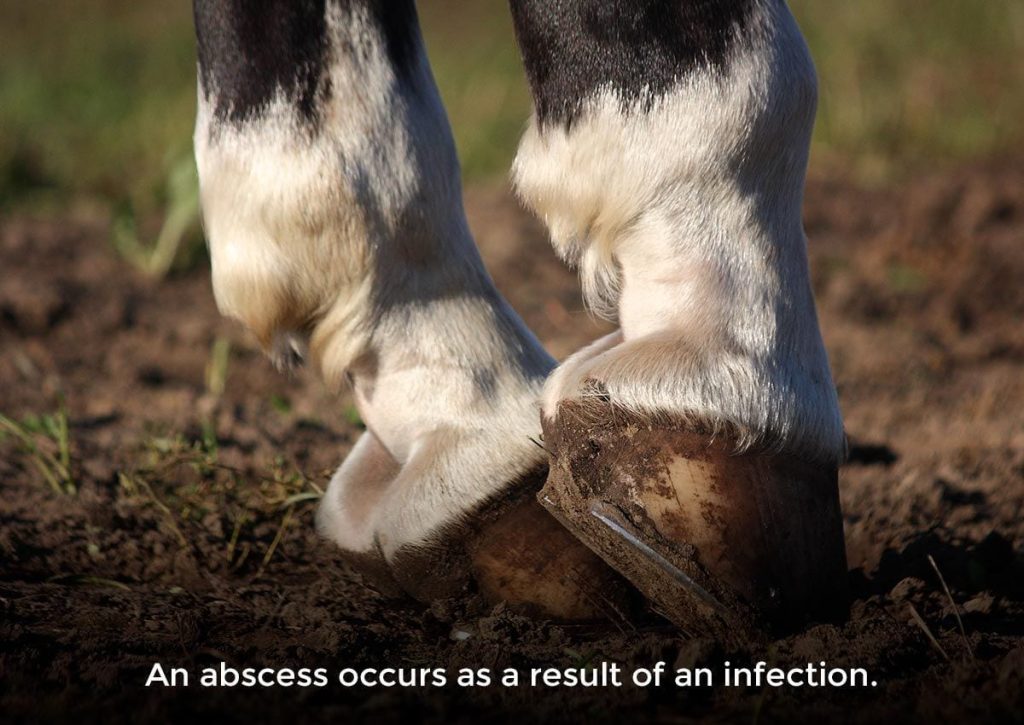 Treatment for horse hoof abscess infection