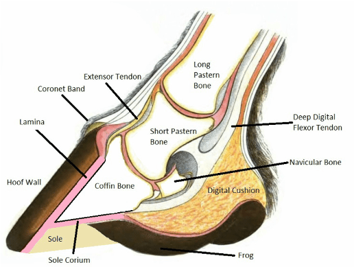 horse hoof diagram