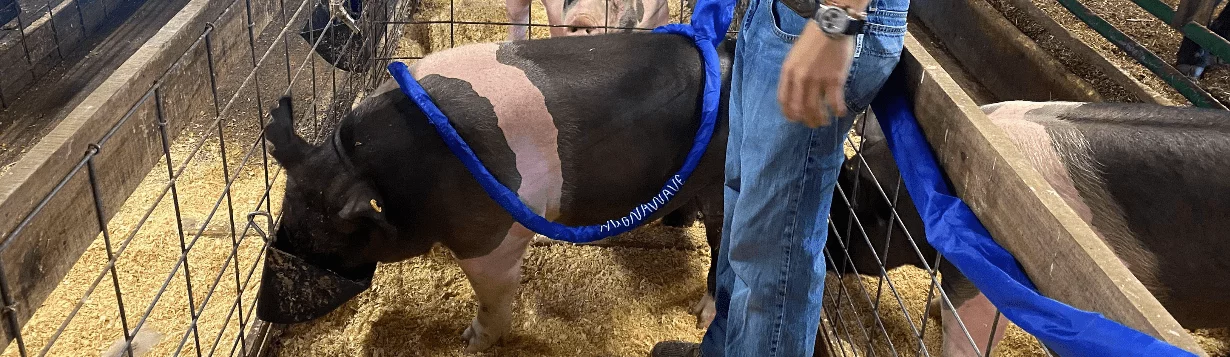 A pig getting a treatment using magnawave machine