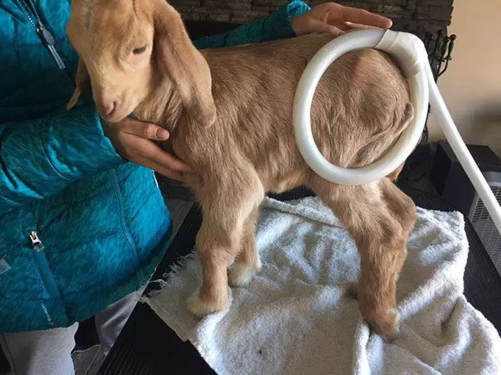Using MagnaWave for Goats