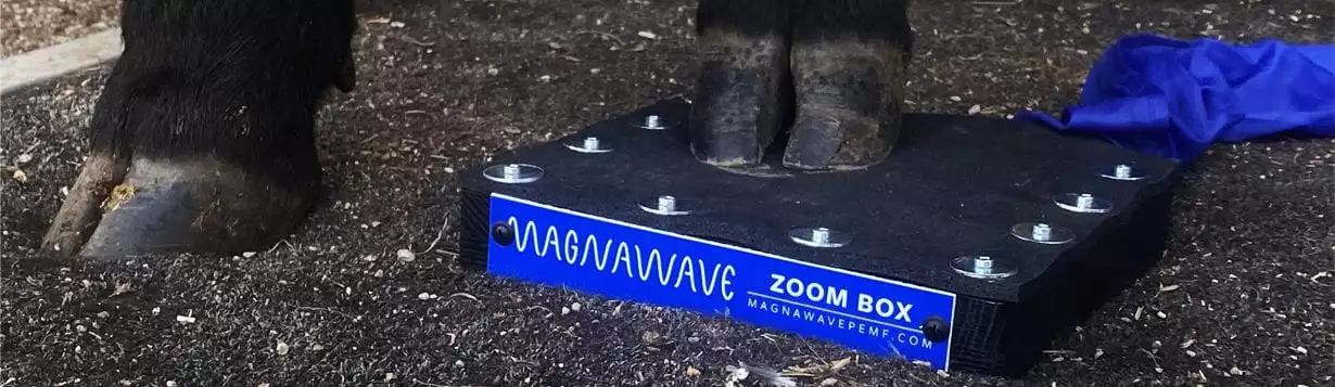 Magnawave zoom box for cattle
