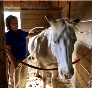 Magnawave for equine anhidrosis
