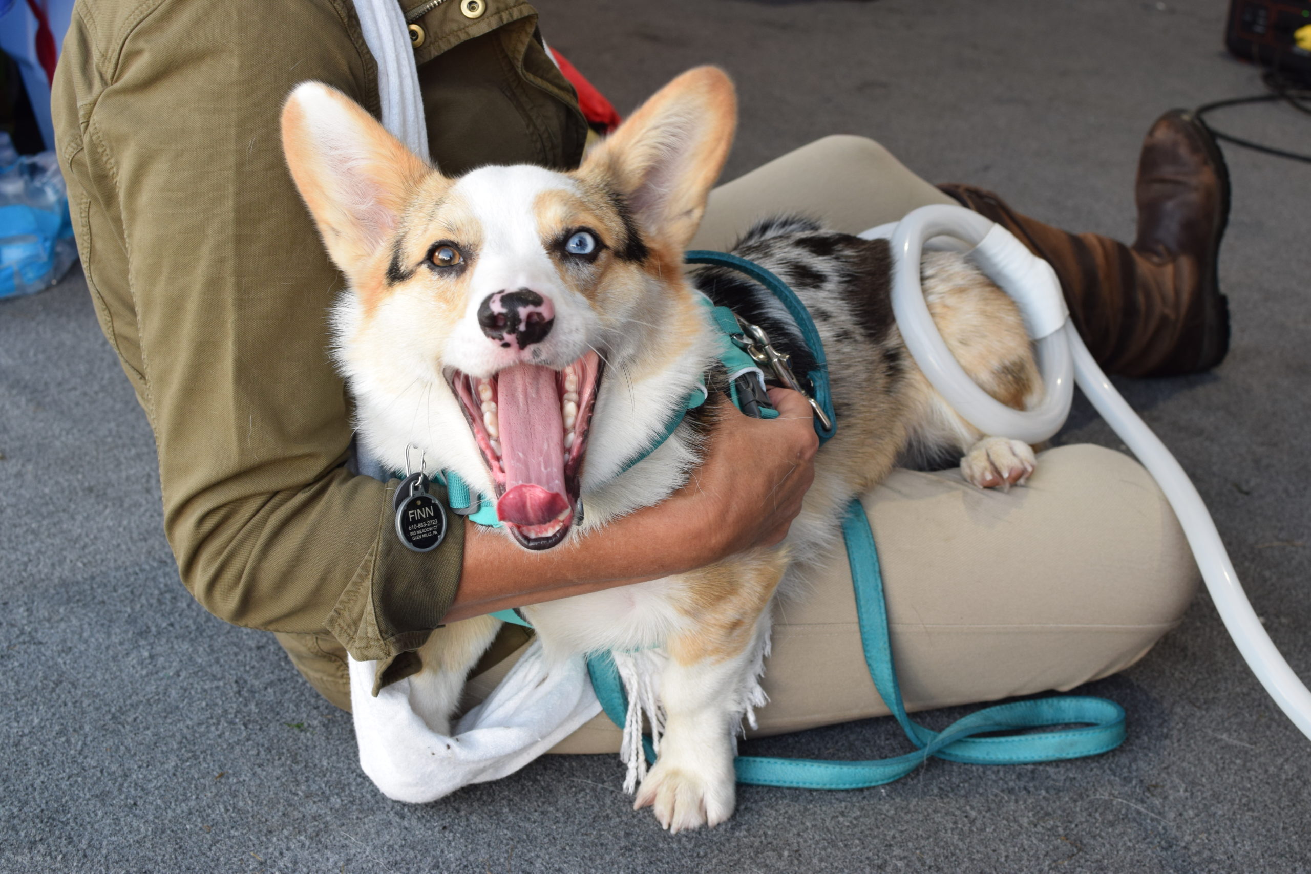 A happy dog being treated with magnawave banner image