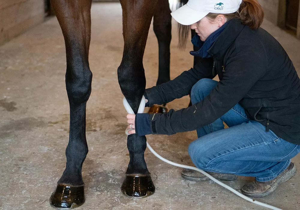 Horse leg treated by maganwave using butterfly loop attachment