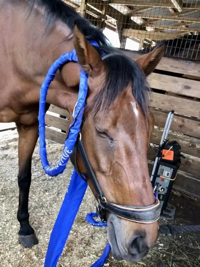 A horse with a grand performance solution attachment cover for large loop