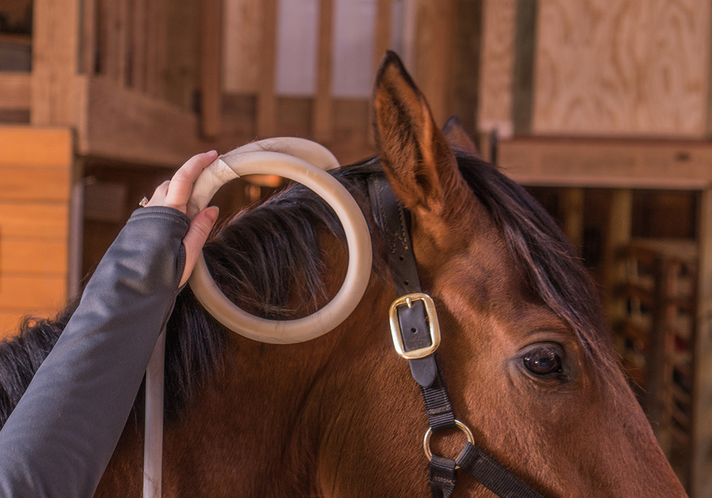 Horse and MagnaWave PEMF