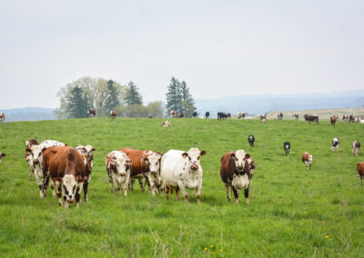 CASE STUDY: Rescuing Cows from Acidosis and Mastitis, Paving the Way for Healthier Herds