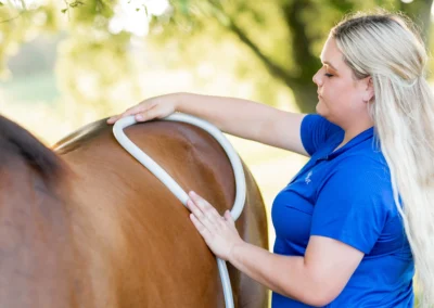 How MagnaWave PEMF Can Support Horses with Kidney Failure