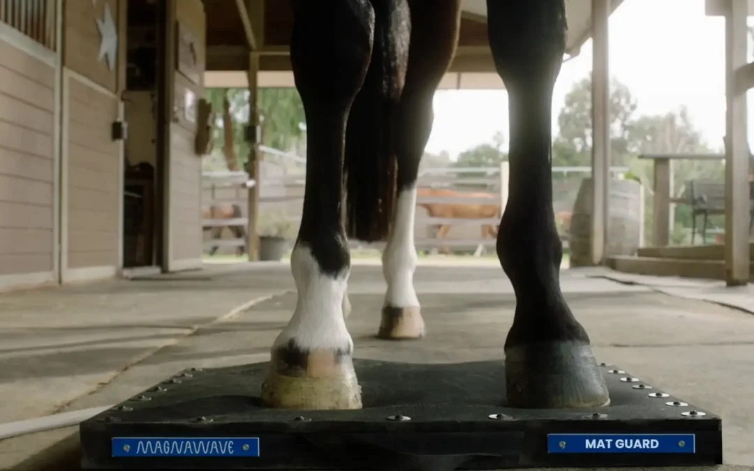 No Hoof, No Horse: How MagnaWave PEMF Supports Hoof Health