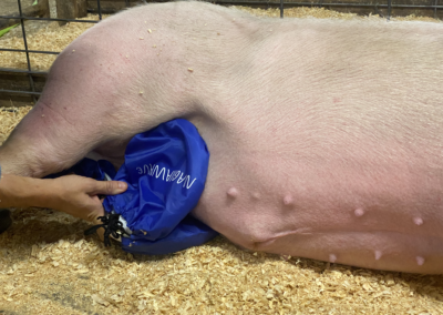 MagnaWave PEMF for Gut Health in Pigs: Supporting Digestion & Overall Well-Being