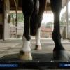 Hoof Plate Bundle