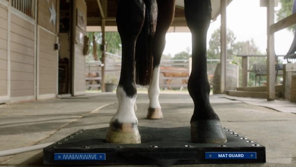 Hoof Plate Bundle