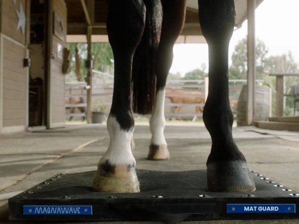 Hoof Plate Bundle